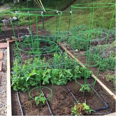 Creative Ways to Decorate Your Tomato Cage Creative Ways to Decorate Your Tomato Cage